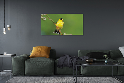 Obraz na plátne žltý papagáj