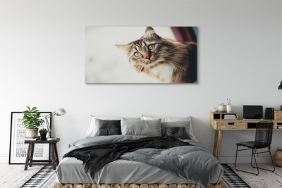 Obraz na plátne Mainská mývalia mačka
