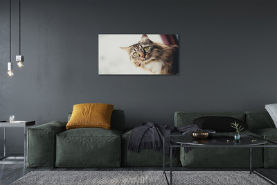 Obraz na plátne Mainská mývalia mačka