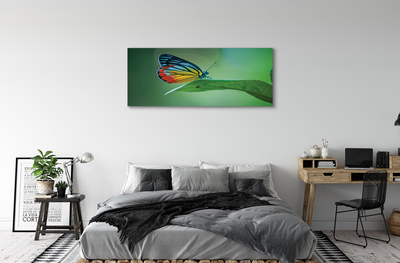 Obraz na plátne Farebný motýľ krídlo