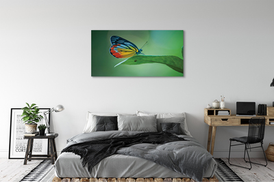 Obraz na plátne Farebný motýľ krídlo