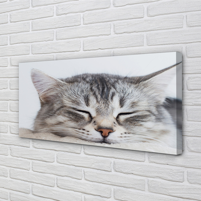 Obraz na plátne ospalá mačka