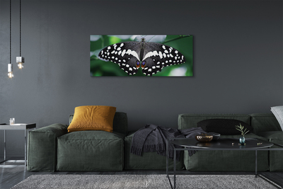 Obraz na plátne Farebný motýľ lístia