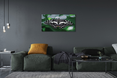 Obraz na plátne Farebný motýľ lístia