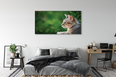 Obraz na plátne vyzerajúci mačka