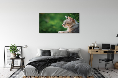Obraz na plátne vyzerajúci mačka