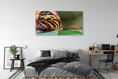 Obraz na plátne motýľ