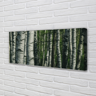 Obraz canvas brezového lesa