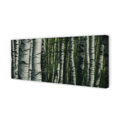 Obraz canvas brezového lesa