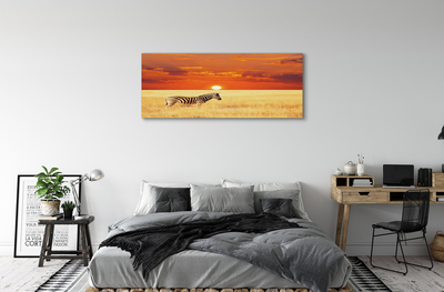 Obraz na plátne Zebra poľa sunset