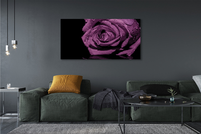 Obraz canvas purpurová ruža