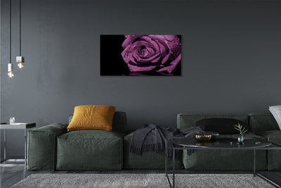 Obraz canvas purpurová ruža