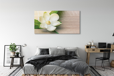 Obraz canvas biela magnólia