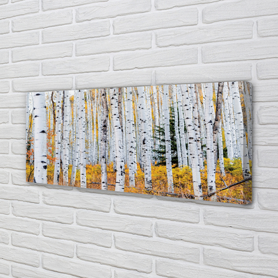 Obraz canvas jesene breza
