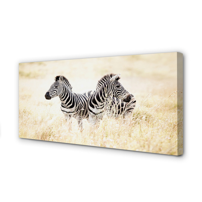 Obraz na plátne zebra box