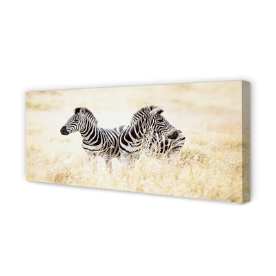 Obraz na plátne zebra box