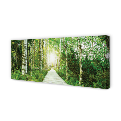Obraz canvas Breza lesná cesta