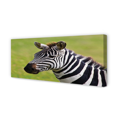 Obraz na plátne zebra