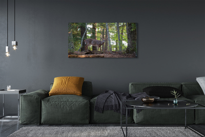 Obraz na plátne jeleň lesný