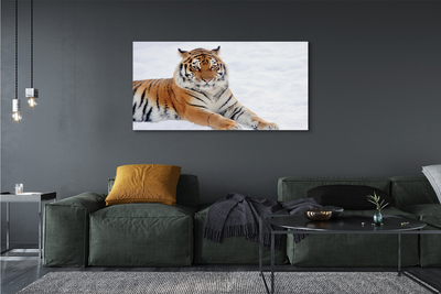 Obraz na plátne Tiger winter