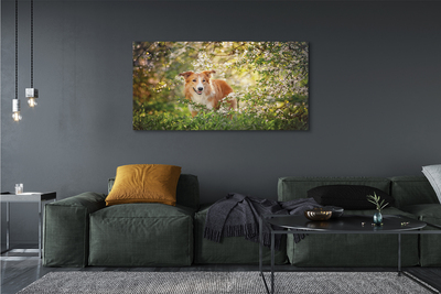 Obraz na plátne Psie lesné kvety
