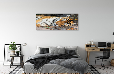 Obraz na plátne ležiace tiger