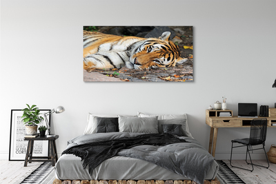 Obraz na plátne ležiace tiger