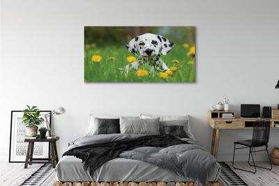 Obraz na plátne prérijnej pes