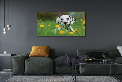 Obraz na plátne prérijnej pes