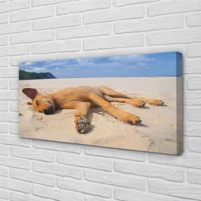 Obraz na plátne Ležiaci pes pláž