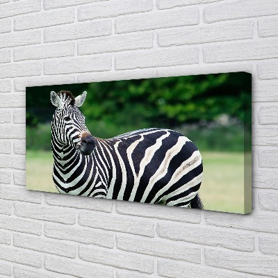 Obraz na plátne Zebra box