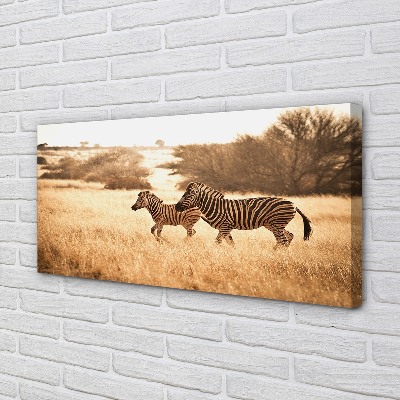 Obraz na plátne Zebra poľa sunset