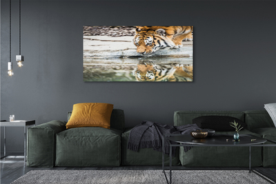 Obraz na plátne tiger pitie