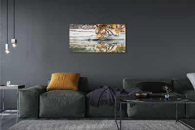 Obraz na plátne tiger pitie