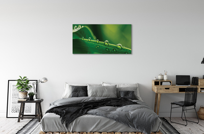 Obraz canvas Kvapky tráva makro