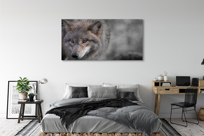 Obraz na plátne vlk