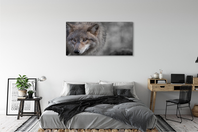 Obraz na plátne vlk