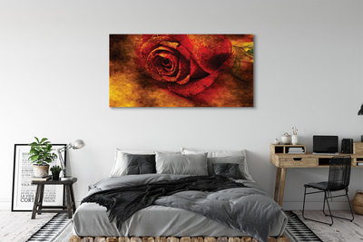 Obraz canvas rose picture