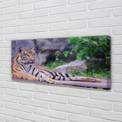 Obraz na plátne Tiger v zoo