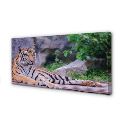 Obraz na plátne Tiger v zoo