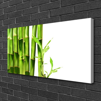 Obraz na plátne Bambus rastlina