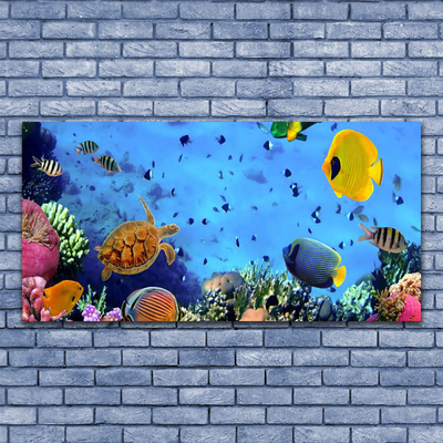 Obraz na plátne Koralový útes ryba príroda
