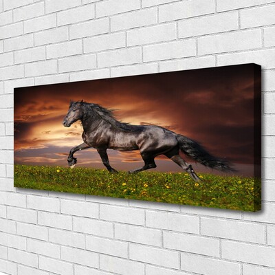 Obraz na plátne Čierny kôň lúka zvieratá