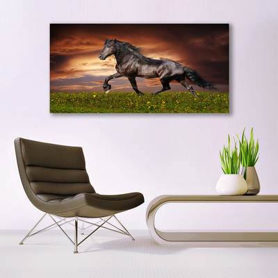 Obraz na plátne Čierny kôň lúka zvieratá