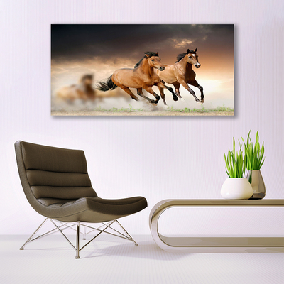 Obraz na plátne Kone zvieratá