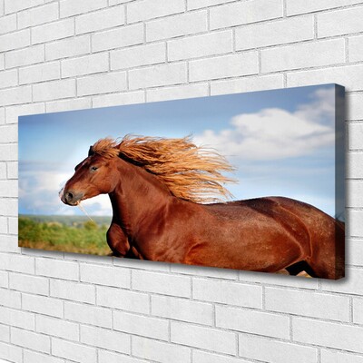 Obraz na plátne Kôň zvieratá