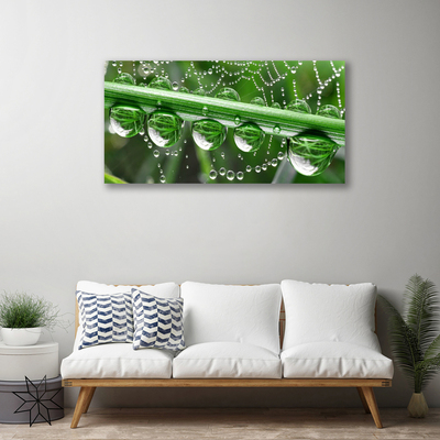 Obraz na plátne Pavučina kvapka rastlina