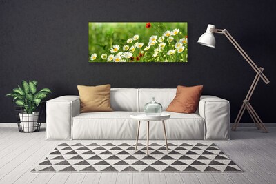Obraz Canvas Sedmokráska rastlina príroda