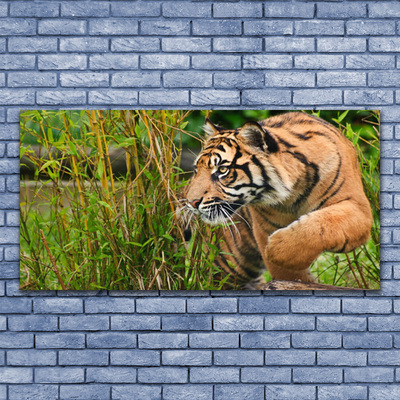 Obraz Canvas Tiger zvieratá
