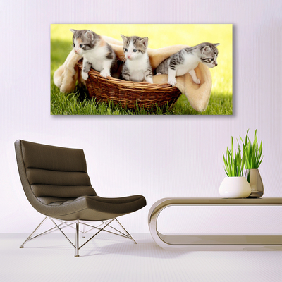 Obraz Canvas Mačky zvieratá